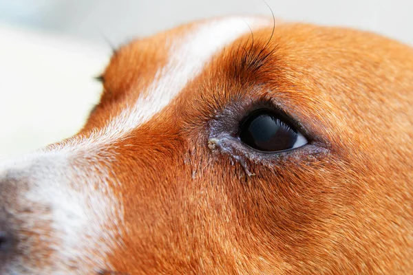 Kızarıklığı kapat ve bir köpeğin gözüne çarp. Köpek gözlerinde konjonktivit. Evcil hayvan konseptinin sağlık ve sağlık hizmeti