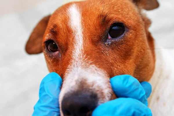 Göz sorunu olan bir köpeğin portresi, konjonktivit. Enfeksiyondan dolayı gözleri şişmiş bir köpek, köpekler yan taraftan bakıyor, kare biçiminde, reklam alanı için seçici odaklı.