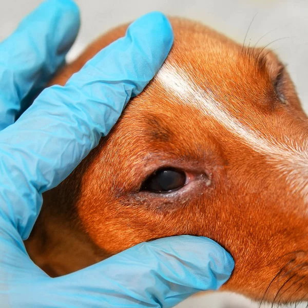 Göz sorunu olan bir köpeğin portresi, konjonktivit. Enfeksiyondan dolayı gözleri şişmiş bir köpek, köpekler yan taraftan bakıyor, kare biçiminde, reklam alanı için seçici odaklı.