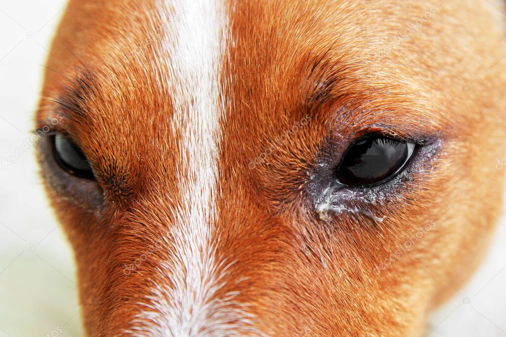 Dog eyes infection - Dog with irritated red eyes suffering from something allergy. Veterinarian check on the eyes of a dog dachshund. conjunctivitis eyes of dog. Health care of pet concept.