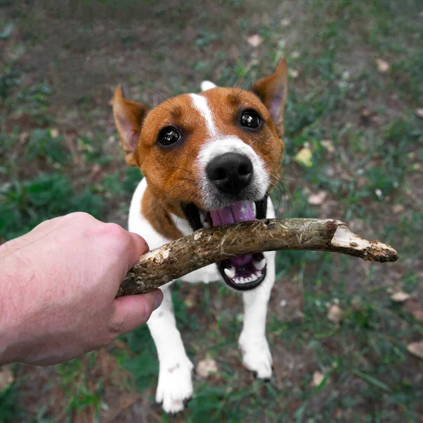 Bovenaanzicht van dog jack russell terrier spelen met houten stok die eigenaar houdt, buiten — Stockfoto