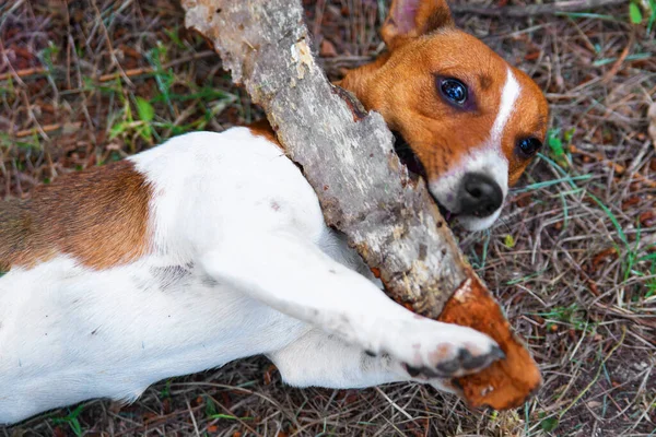 Jack Russell Terrier Speelt Buiten Gras Lacht Ras Jack Russell — Stockfoto