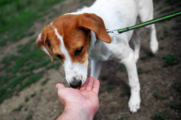 Uzaylı bir yabancı, sokakta bir köpeği elleriyle besliyor. Bir adam sokakta bir köpeğe elleriyle yemek verir. Köpek, yoldan geçen birinin elinden bir ziyafet yer..