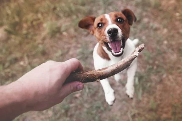 Bovenaanzicht van dog jack russell terrier spelen met houten stok die eigenaar houdt, buiten. Wazig beeld, selectieve focus — Stockfoto