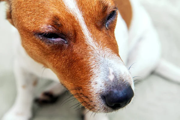 Köpek gözü enfeksiyonu, tahriş olmuş kırmızı gözlü köpek alerjisi var. Bir köpek dachshund 'un gözlerine veteriner muayenesi. Köpek gözlerinde konjonktivit. Evcil hayvan konseptinin sağlık hizmeti.