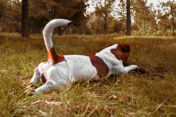 Schattig Parson Russell Terrier ligt op het gras en knabbelt aan stok. Jack Russell met zijn staart omhoog. De hond ligt in het herfstgele gras. — Stockfoto