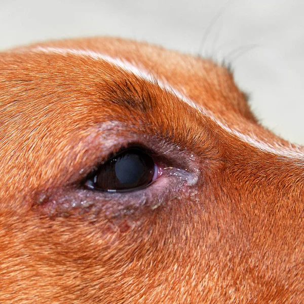 portrait of a dog with eye problem, conjunctivitis. Dog with bad swollen eyes due to an infection, dogs eye viewed from the side close up, in a square format, selective focus to ad copy space
