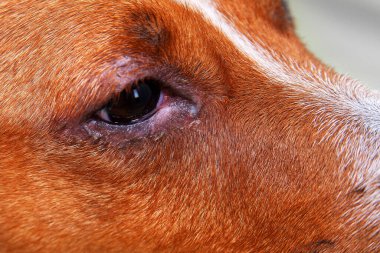 Göz sorunu olan bir köpeğin portresi, konjonktivit. Enfeksiyondan dolayı gözleri şişmiş bir köpek, köpekler yan taraftan bakıyor, kare biçiminde, reklam alanı için seçici odaklı.