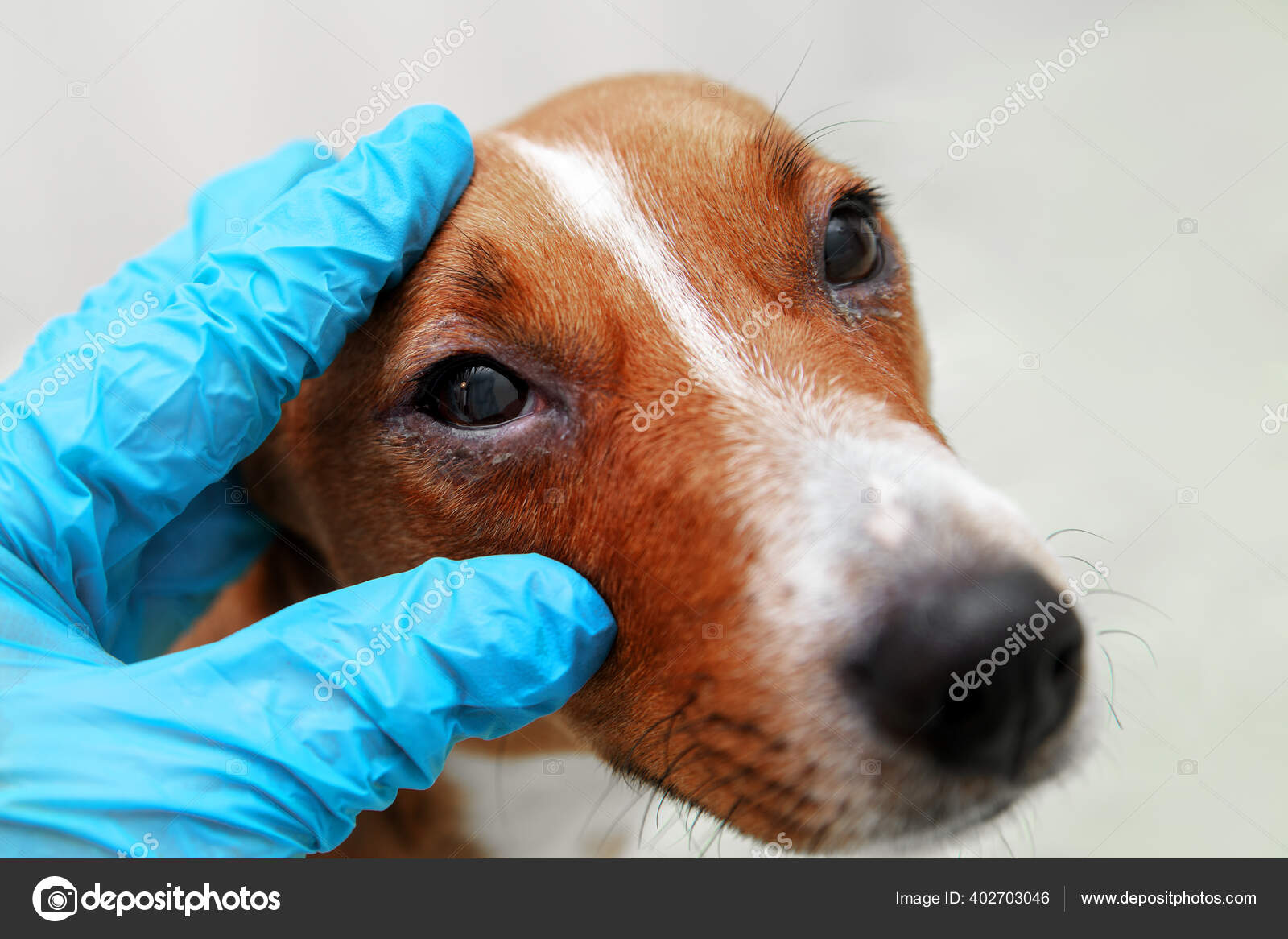 Sick dog with infected crusty eyes examination. Inspection, blepharitis. Close up of redness and bump in the eye a dog. conjunctivitis eyes of dog. Stock Photo by ©Hugo1313 402703046