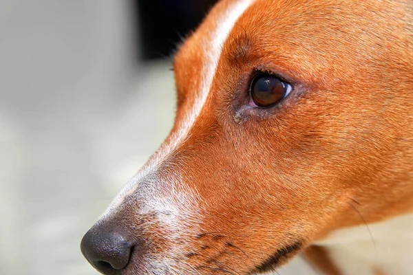 Close up of redness and bump in the eye of a dog. conjunctivitis eyes of dog. Medical and Health care of pet concept. — Stock Photo, Image