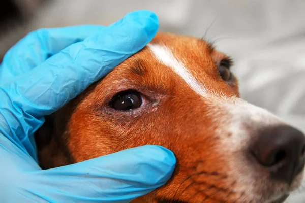 Göz sorunu olan bir köpeğin portresi, konjonktivit. Enfeksiyondan dolayı gözleri şişmiş bir köpek, köpekler yan taraftan bakıyor, kare biçiminde, reklam alanı için seçici odaklı..