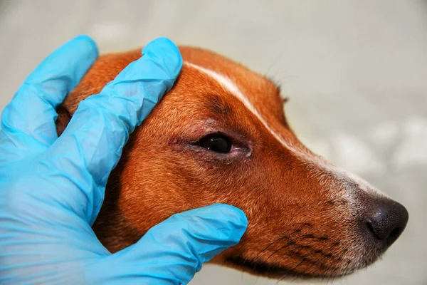 Bir köpek dachshund 'un gözlerine veteriner muayenesi. Köpek gözlerinde konjonktivit. Evcil hayvan konseptinin sağlık ve sağlık hizmeti.