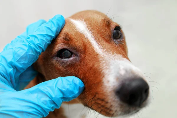 Mikrop kapmış gözlü hasta köpek muayenesi. Teftiş, bifarit. Kızarıklığı kapat ve bir köpeğin gözüne çarp. konjonktivit köpek gözleri.