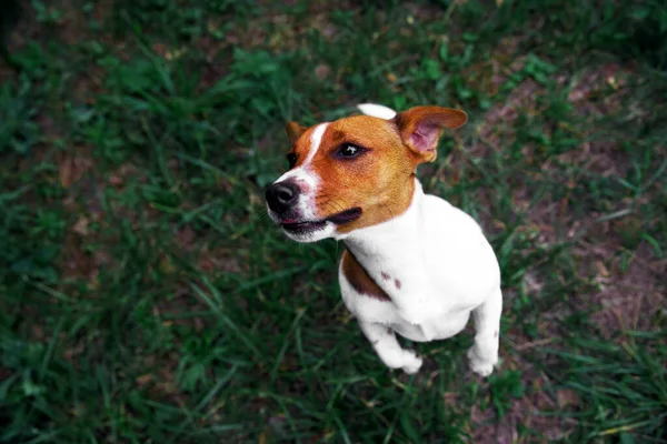 Jack Russell Saute Dans Parc Agilité Chien Saut Terrier Vol — Photo