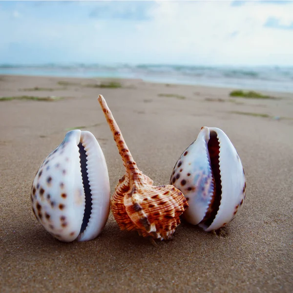 Paisaje Con Conchas Playa Tropical Concepto Viajes Turismo —  Fotos de Stock