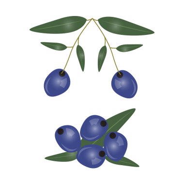 Beyaz arka plan üzerinde izole siyah zeytin dalı. Zeytinyağı, kozmetik, sağlık ürünleri için tasarım. Vektör çizim