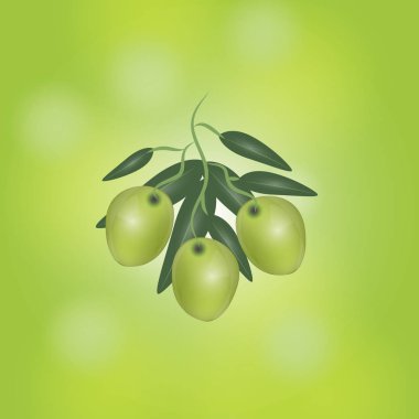 Yeşil arka plan üzerinde izole Geen zeytin dalı. Zeytinyağı, kozmetik, sağlık ürünleri için tasarım. Vektör çizim