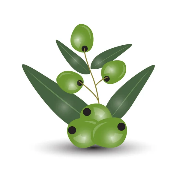 Zelené Olivy Větev Izolovaných Bílém Pozadí Design Pro Olivový Olej — Stockový vektor