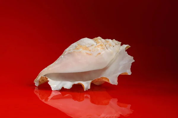 Large seashell on glossy red background