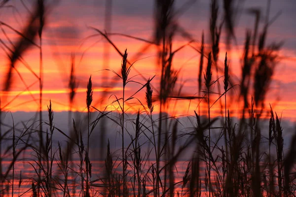 Paisagem Com Pitoresco Pôr Sol Carmesim Através Das Hastes Folhas — Fotografia de Stock