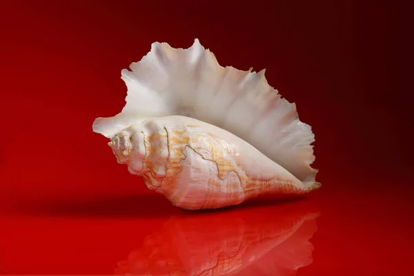 光沢のある赤の背景に大きな貝殻 — ストック写真