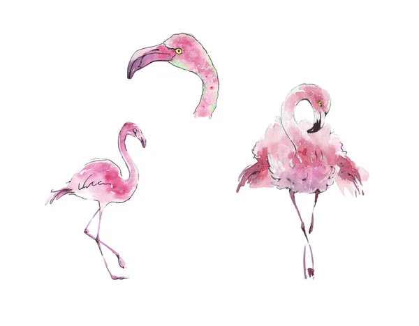 Flamingo Isolerade Akvarell Isolerade — Stockfoto