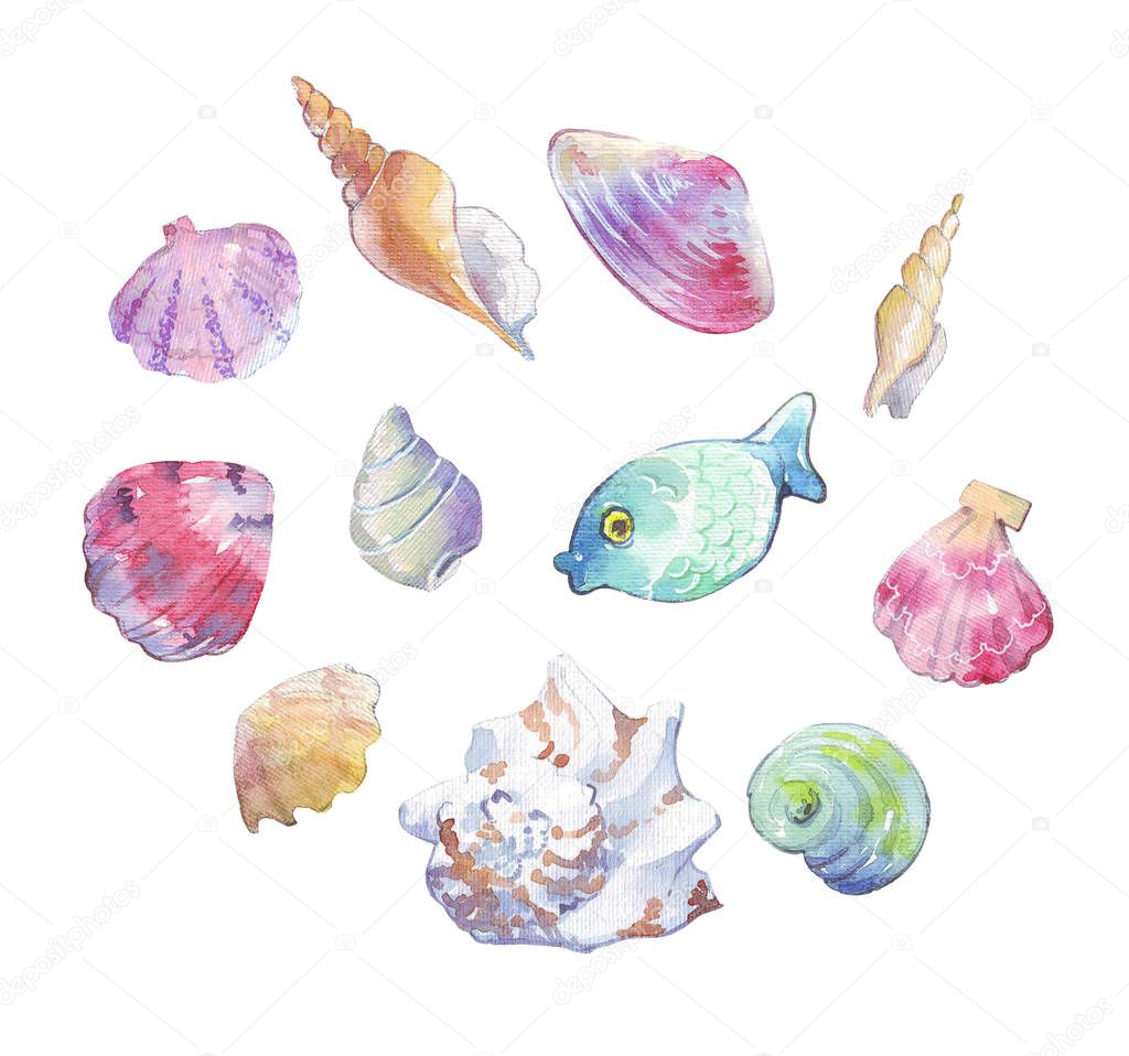 Seashell collection watercolor isolated on white