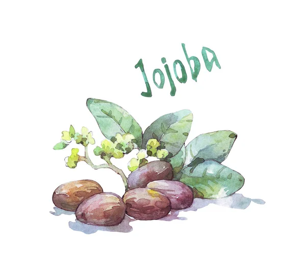 Jojoba Seme Foglia Acquerello Illustrazione — Foto Stock