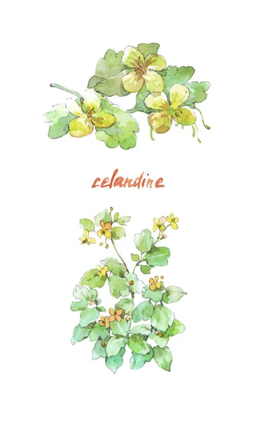 Flor celandina isolada em branco — Fotografia de Stock