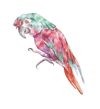 papağan beyaz illüstrasyon izole