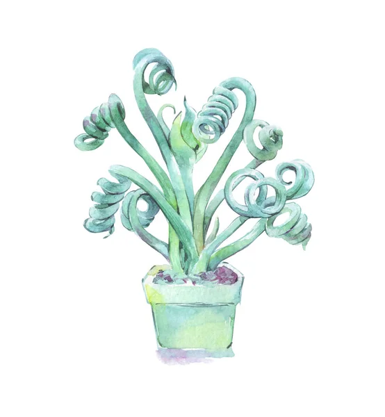 Albuca spiralis akwarela sztuka — Zdjęcie stockowe