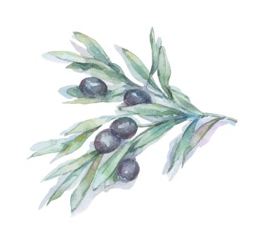 siyah zeytin dalı beyaz üzerine izole edilmiş suluboya sanatı