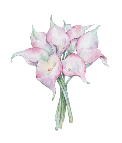 Rosa Callas Bouquet Aquarela Arte Isolada Branco — Fotografia de Stock