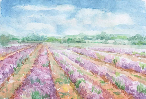 Paarse Lavendel Rijen Bloeiende Aquarel Kunst — Stockfoto