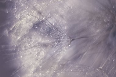 Soyut bir karahindiba su ile fotoğrafı bırakır. Seçici yumuşak odak