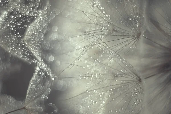 Streszczenie Fotografii Dandelion Wody Spada Wyostrzanie Miękkich — Zdjęcie stockowe