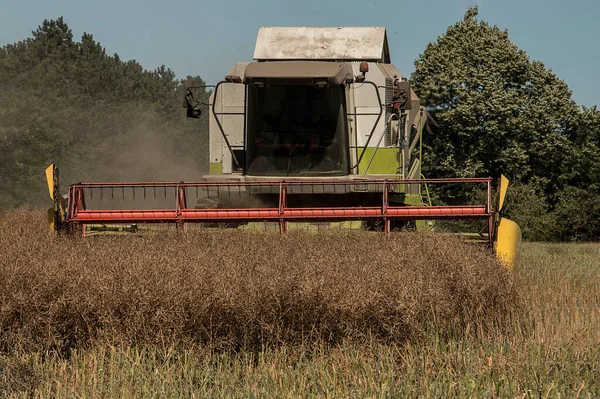 Colha Uma Colheita Rica Colza Verão Campo Sementes São Usadas Fotos De Bancos De Imagens