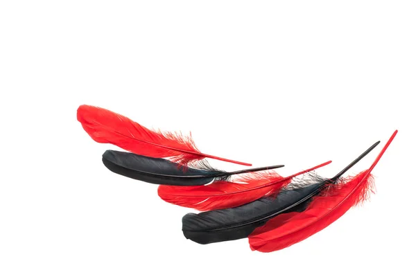 Red Black Bird Feather Composition Isolated White Background — Stock Photo, Image