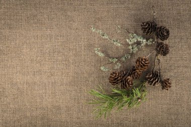 Doğal malzemeler - çam dalı, çam kozalakları, moss bileşimi