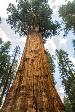Sequoia ulusal park - ABD