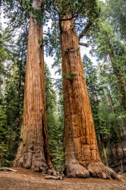 Sequoia ulusal park - ABD