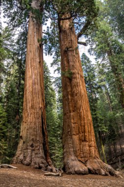 Sequoia ulusal park - ABD