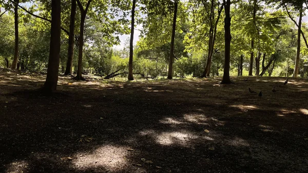 Ormanın güzel manzarası