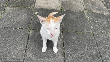 Kedi sokakta yatıyor.