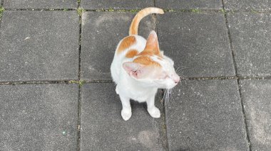 Bahçedeki beyaz kedi