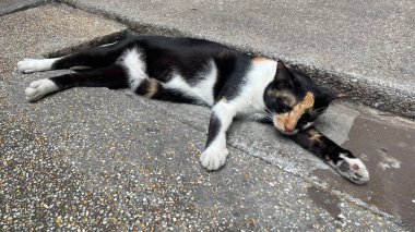 Kedi yerde yatıyor.