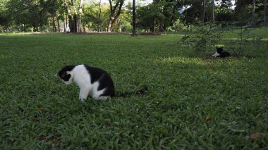 Siyah beyaz kedi yerde.