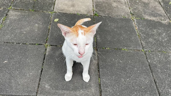 Kedi sokakta yatıyor.