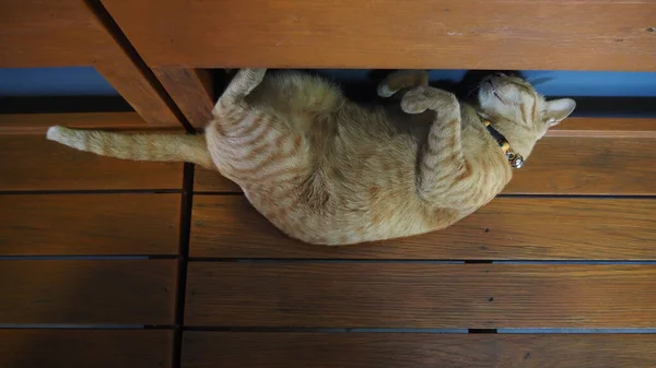 Yerde yatan sevimli kedi.