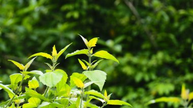 yeşil yapraklar, bitkiler ve yapraklar